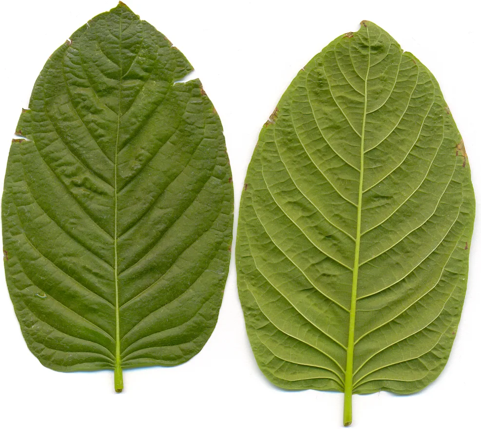Kratom: Why the FDA Just Warned the Herb is an ‘Opioid’