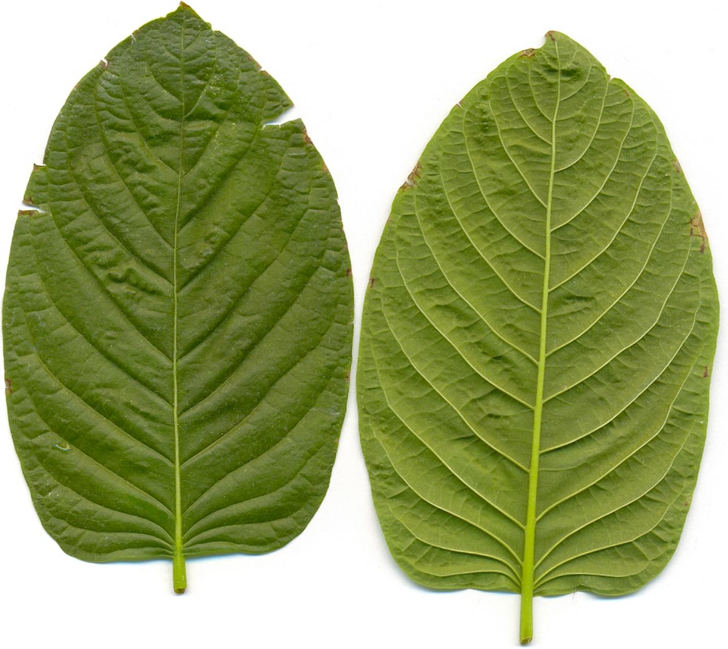Kratom: Why the FDA Just Warned the Herb is an ‘Opioid’