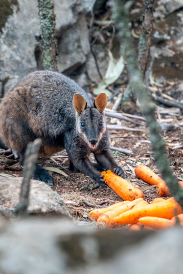 wallaby eating carrots