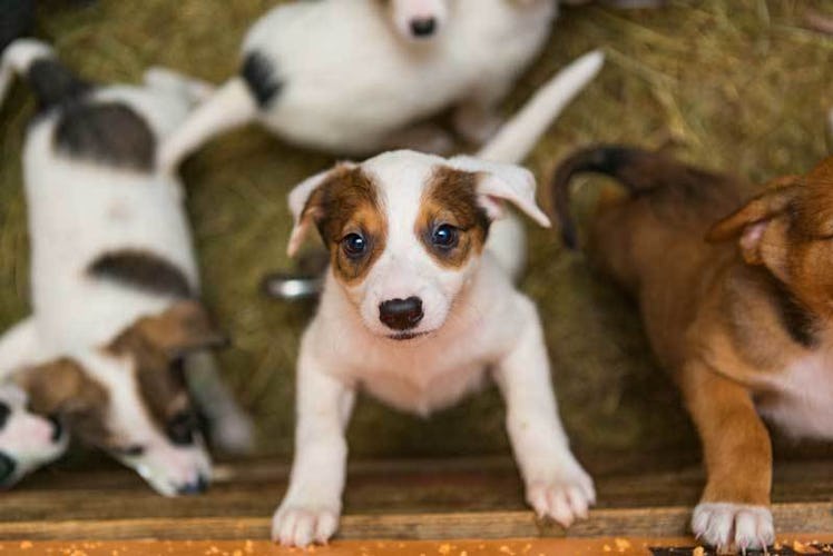 Puppy Shelter