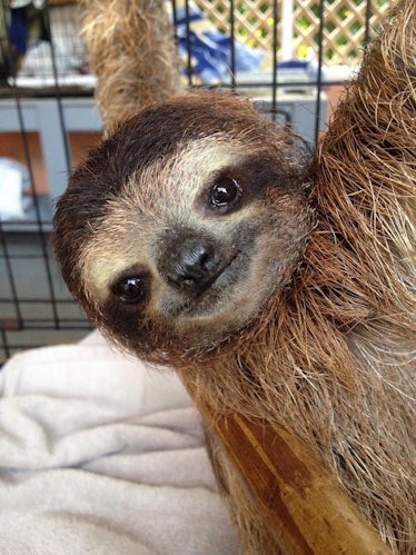sloth tagged with a backpack