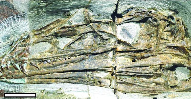 caihong juji fossil