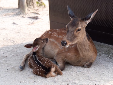 deer and fawn