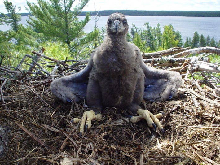 American bald eagles are dying, and scientists may finally know why