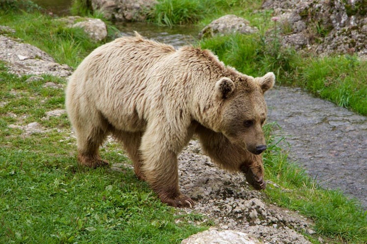 Siberian bear saliva 