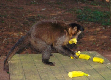 Macaque matching bananas
