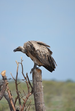 African white-backed vultures are listed as "critically endangered" by the International Union for C...