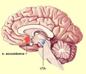 Oxytocin Brain Experiment Shows Why Making Friends Feels So Good