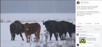 Rebellious cow joins bison herd in Poland. 