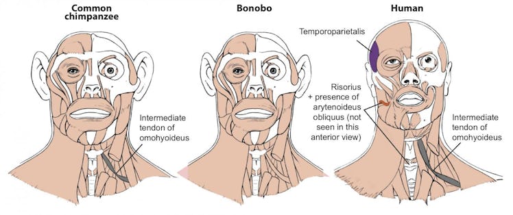 chimp, bonobo, human, muscles