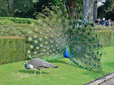 Peacock feathers on full display