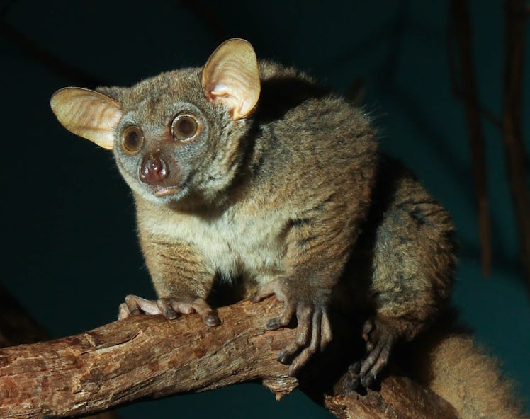 bushbaby