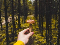 A hand holding a psychedelic mushroom with trees in front