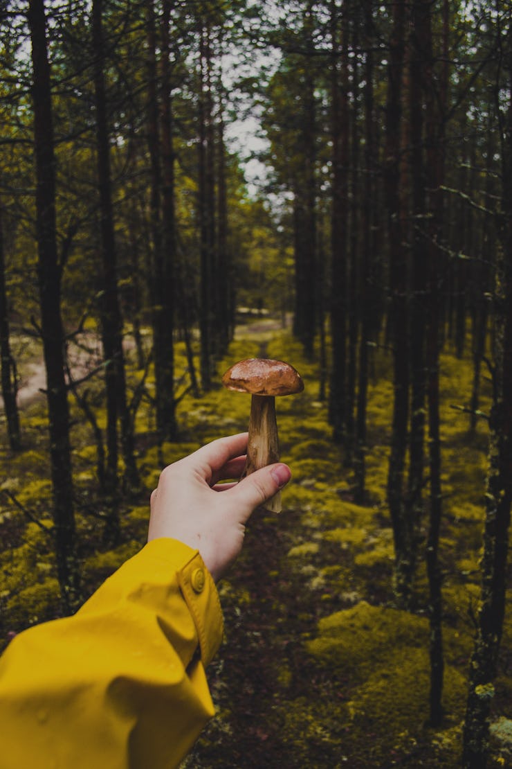 A hand holding a psychedelic mushroom with trees in front