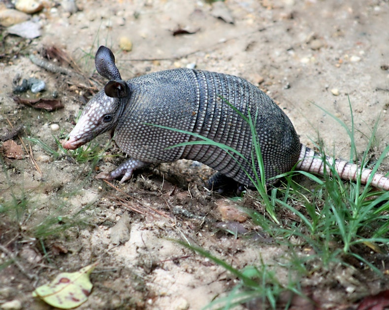 Armadillos and Leprosy: How Hansen's Disease Spreads to Humans