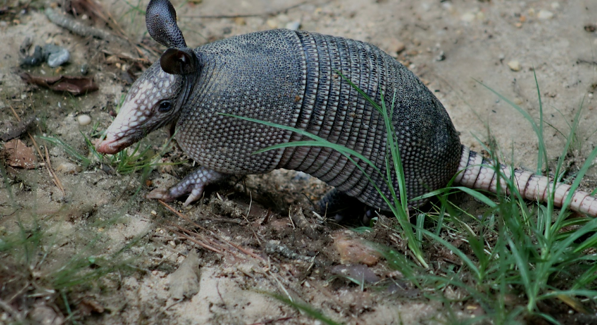Armadillos And Leprosy How Hansen S Disease Spreads To Humans