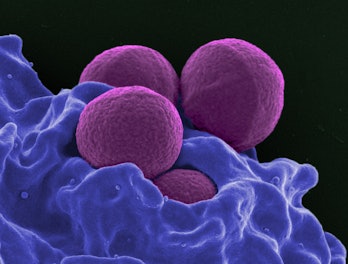 MRSA, bacteria