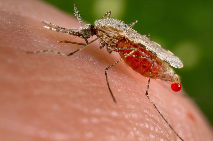 mosquito sucking blood skin malaria vaccine fight Africa