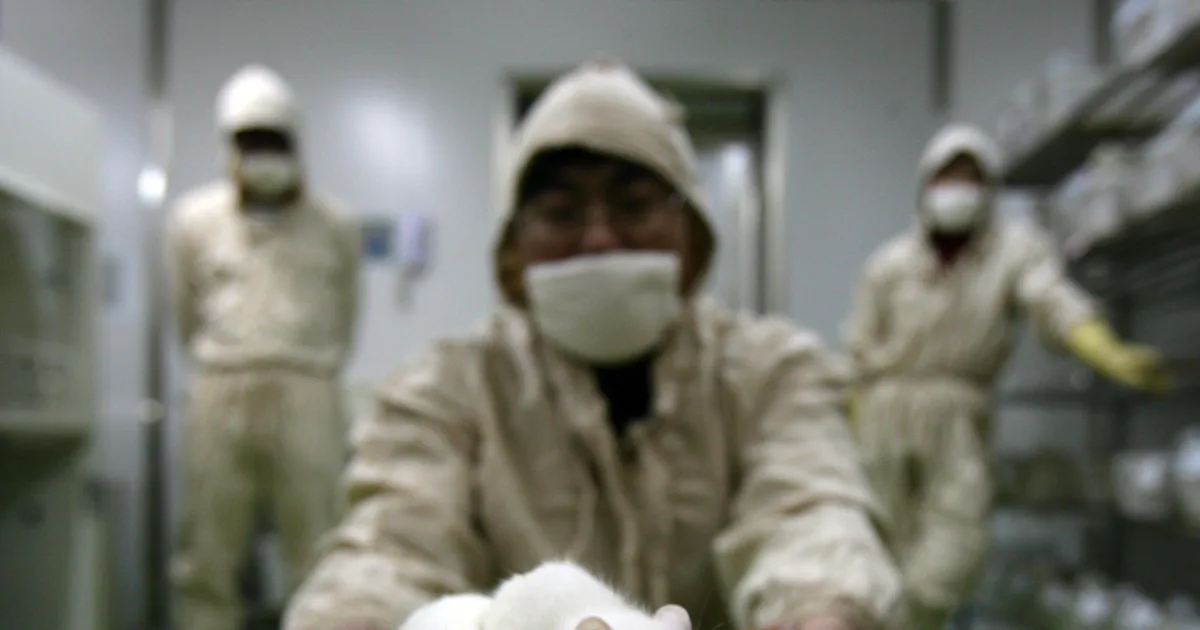 Drug Testing Rats Researchers Use Cocaine-Addicted Rats to Pinpoint Potential Addiction Genes