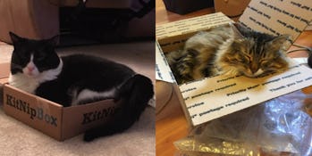 Why House Cats And Big Cats Like Boxes According To Scientists You can help feed the cats at no cost to you 0:26 he sat in the box correctly. why house cats and big cats like boxes