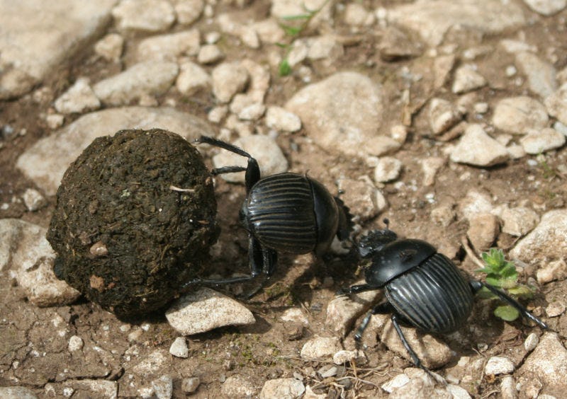 Dung Beetles Use More Than Celestial Cues to Successfully Roll Away Poop
