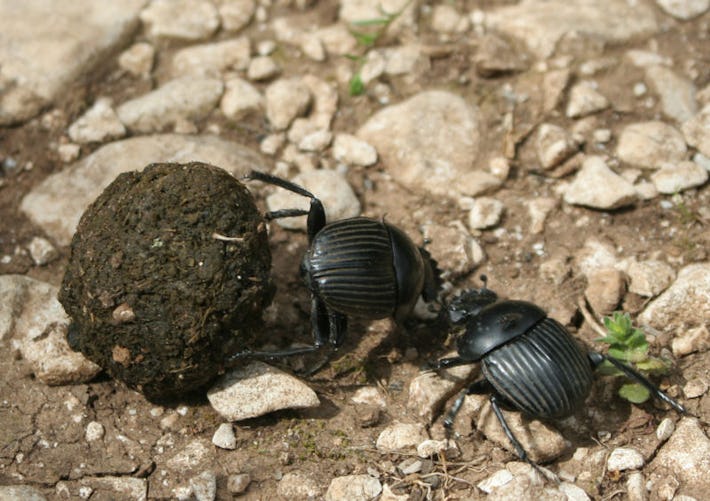 Dung Beetles Use More Than Celestial Cues to Successfully Roll Away Poop