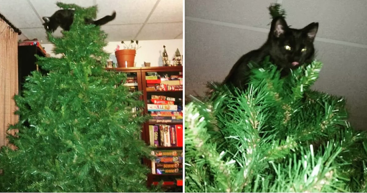 Cat Proof Christmas Tree Why Do Cats Like Christmas Trees A Scientist Explains Cat Proof Christmas Tree Why Do Cats Like Christmas Trees A Scientist Explains