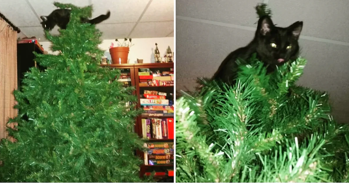 Why Do Cats Like Christmas Trees A Scientist Explains