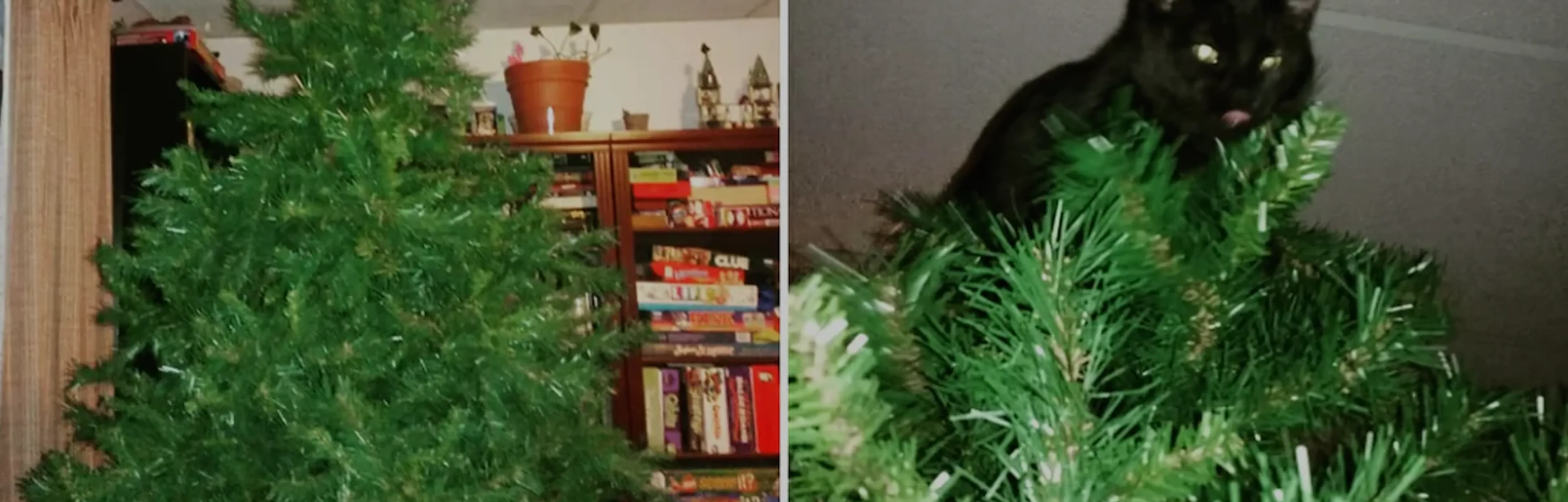 Why Do Cats Like Christmas Trees A Scientist Explains why-do-cats-like-christmas-trees-a-scientist-explains