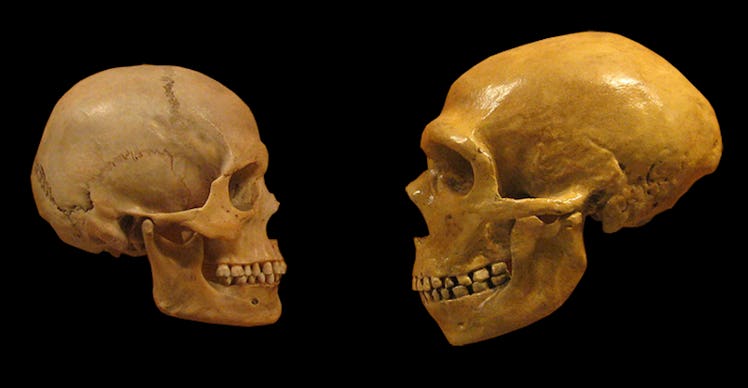 Neanderthal skull, human skull