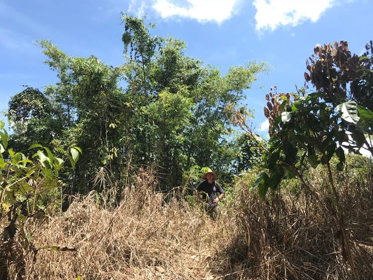 The author on the former site of the Brooke cottage. Locals sprayed the area with weed-killer to rec...