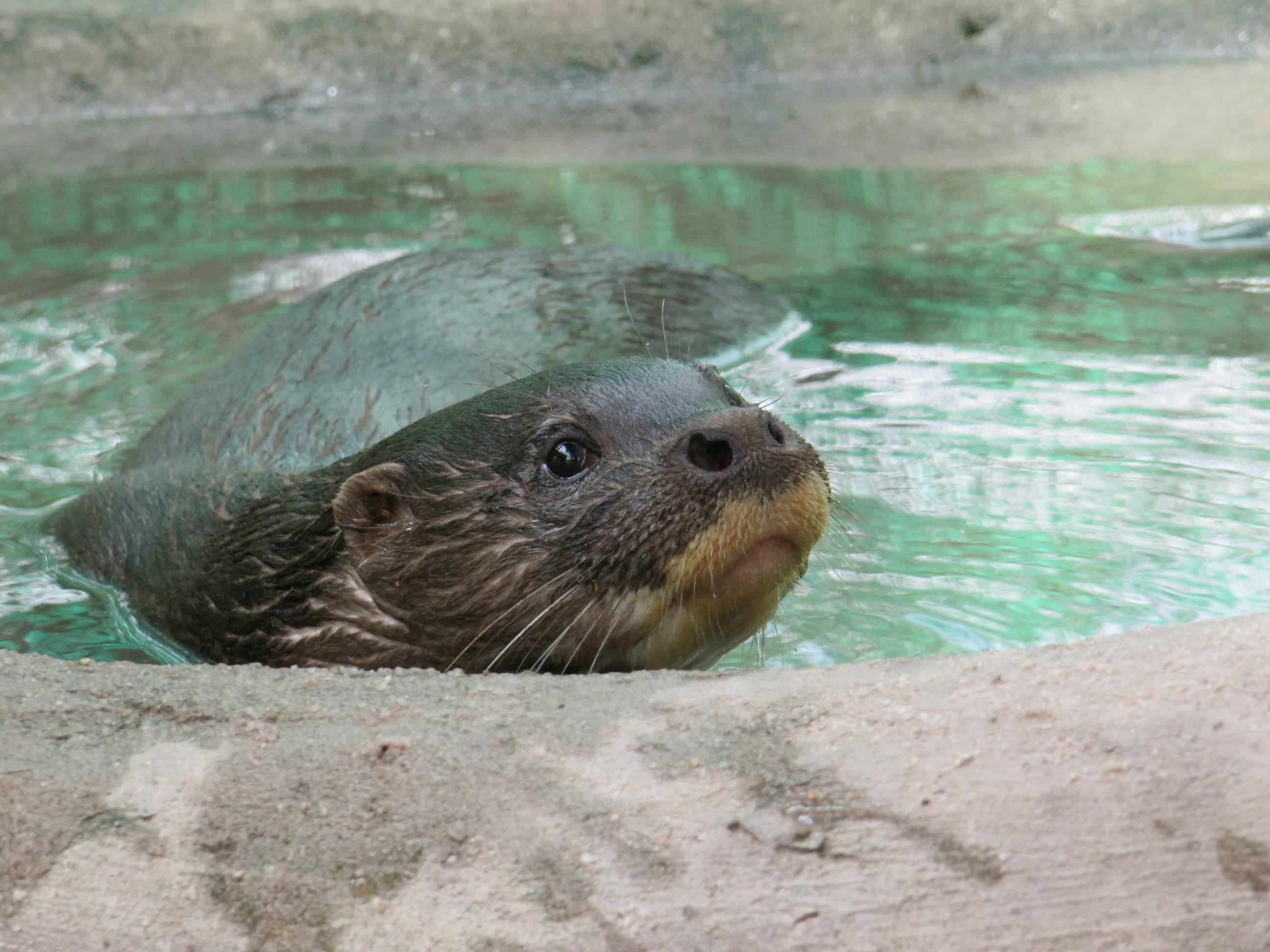 Wildlife Trafficking Report Reveals Japan's Obsession With Pet Otters