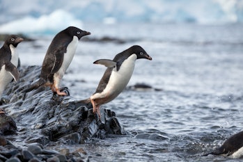 disneynature penguins review