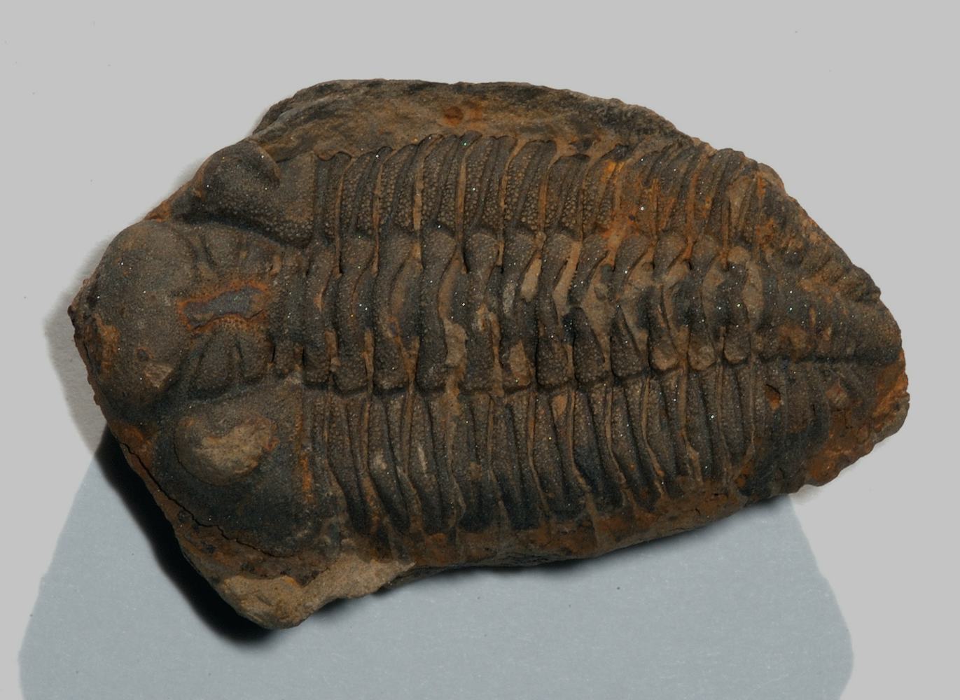 475 Million Year Old Trilobite Fossil Found In Tennessee Looks Alien 