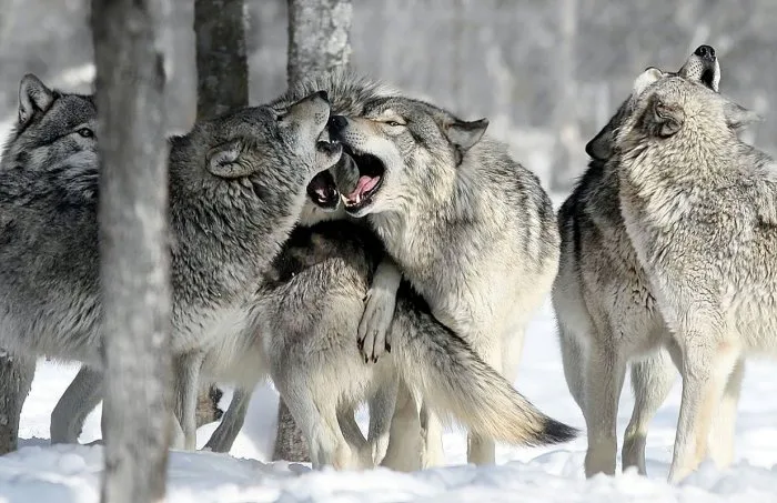 Humans Are to Blame for Making Dogs So Bad at Handling Conflict