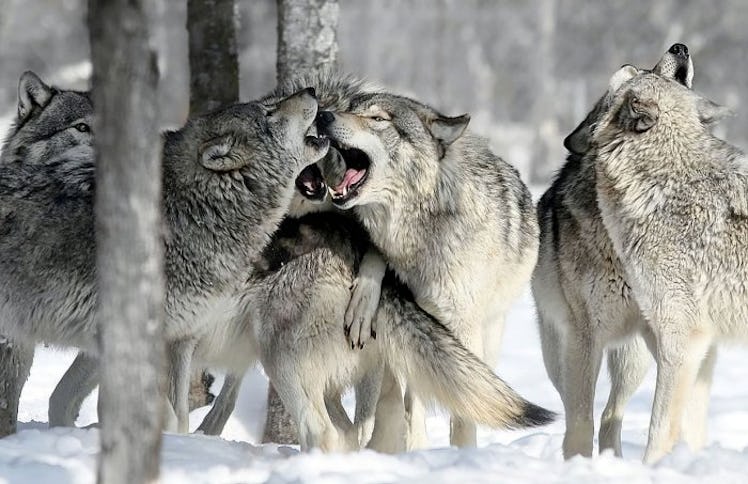 wolves