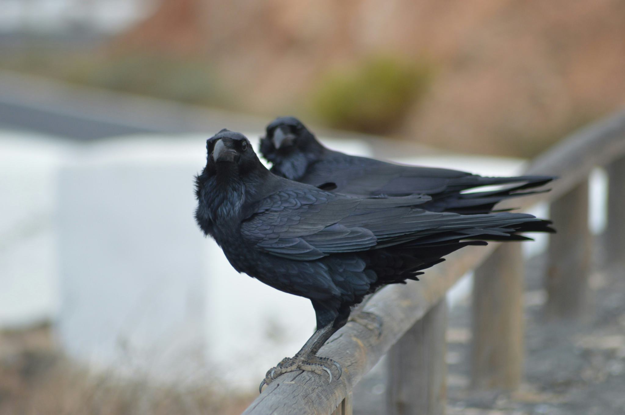 Why Do Crows Gather Around Their Dead?