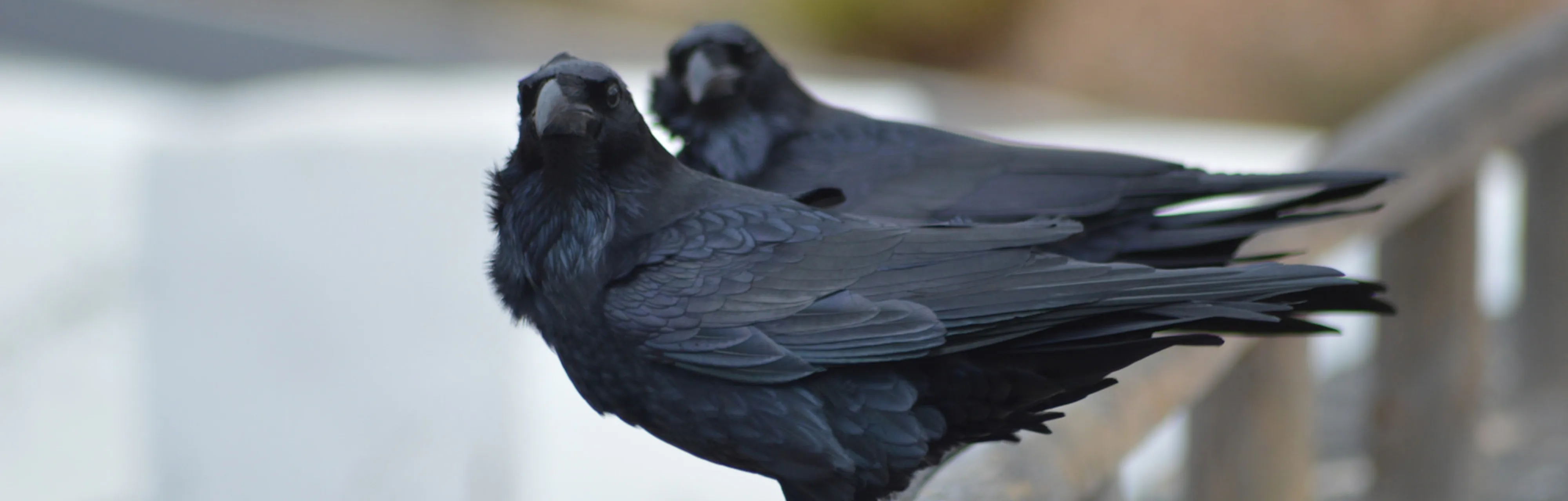 Why Do Crows Gather Around Their Dead