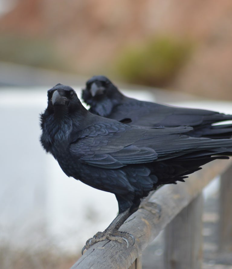 Why Do Crows Gather Around Their Dead why-do-crows-gather-around-their-dead