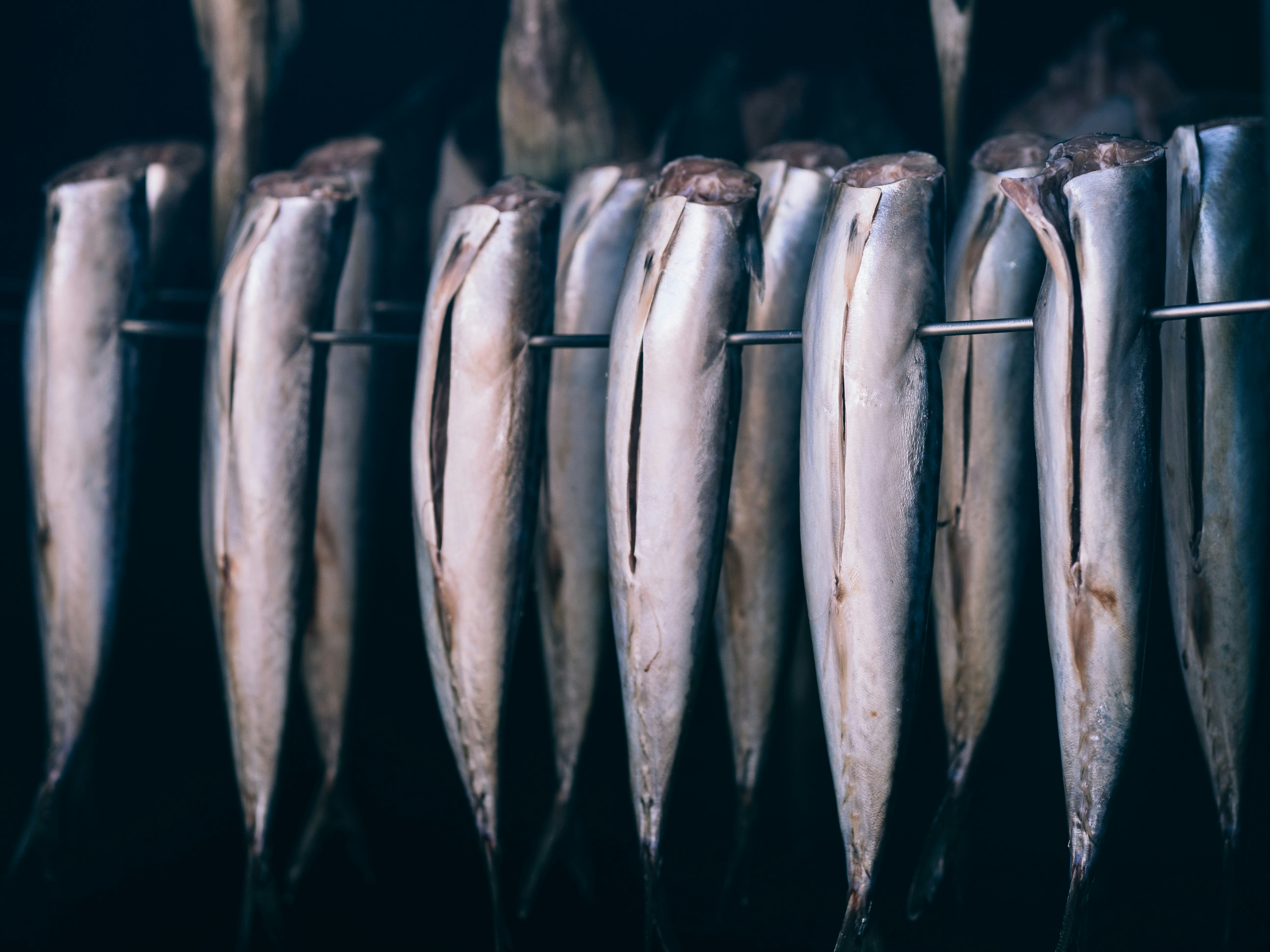 Climate Change Could Raise Mercury Levels in Tuna, Cod, and Dogfish