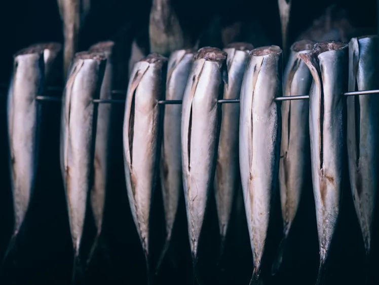 Climate Change Could Raise Mercury Levels in Tuna, Cod, and Dogfish