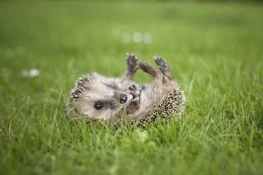 hedgehog playing on its back in a field