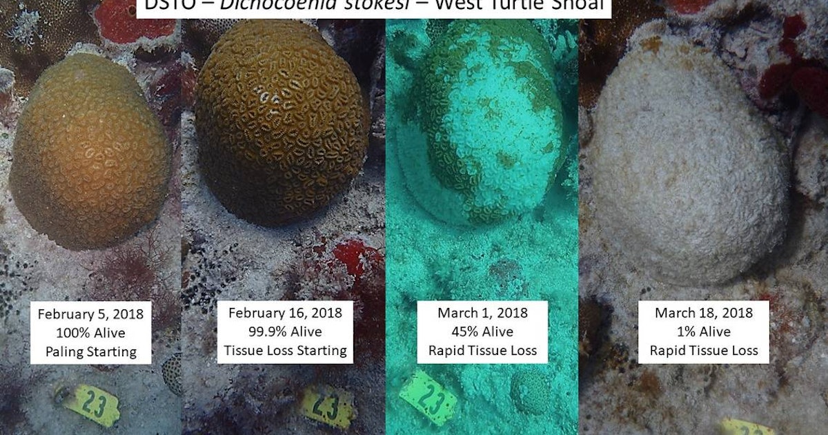 Mysterious Coral Disease Destroys Living Tissue on Florida Reefs