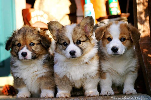 Why Do We Talk To Dogs Like Babies