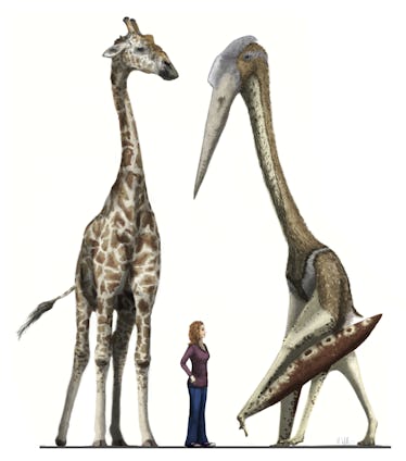 Large pterosaurs were better parents than their smaller, earlier