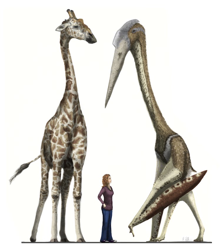 azhdarchid giant pterosaur flight weight height