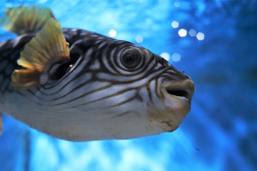 The flesh of the pufferfish, when properly prepared, is a delicacy. But its organs are deadly toxin.