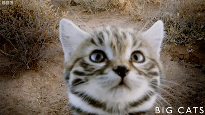 Why The Adorable Black Footed Cat Is The Deadliest Feline On Earth