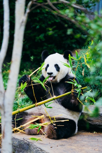 Giant pandas focus on leaves and young shoots that have more protein and less fiber, rather than sta...