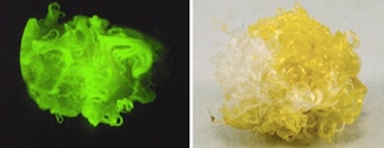 Micrscopic image of the cotton fibers after incorporation of the fluorescent exogenous molecule.